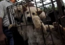 Golpe a una red de venta de perros ‘online’ que morían días después de ser entregados