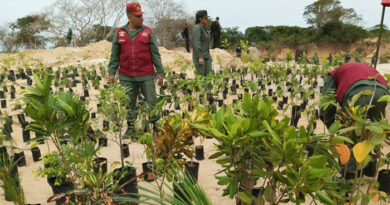 FAN informa sobre «campaña de reforestación» en Canaima para combatir minería ilegal