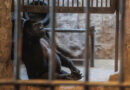 El último gorila hembra cautivo de Tailandia lleva décadas en exhibición en un centro comercial